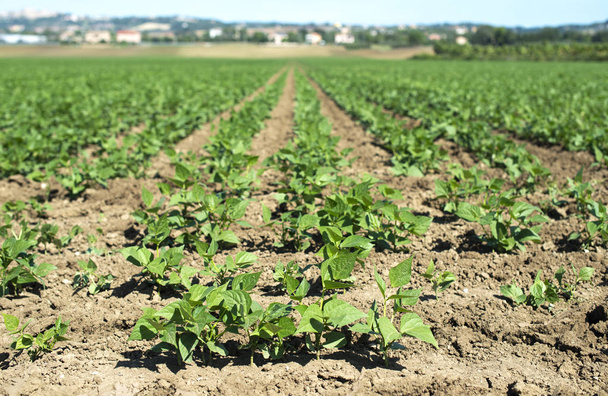 Legumes plantation. Soybean plants in rows. - Photo, Image