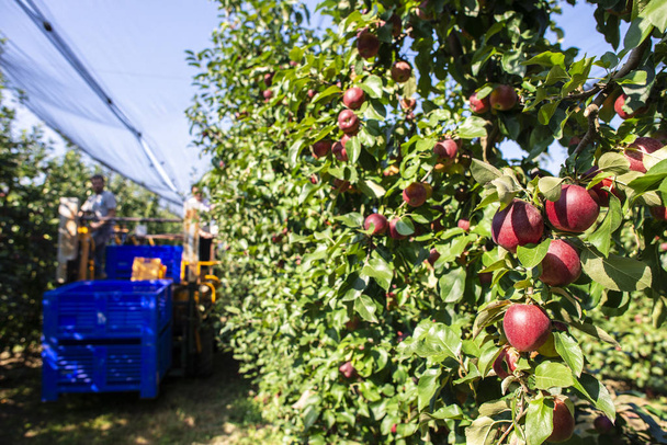 Oogst appels in grote industriële appelboomgaard. Machines voor het plukken - Foto, afbeelding