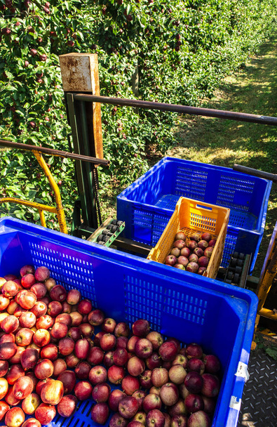 Harvest apples in big industrial apple orchard. Machine and crat - Photo, Image