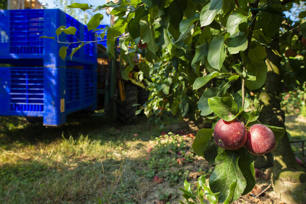 Harvest apples in big industrial apple orchard. Machine and crat - Photo, Image