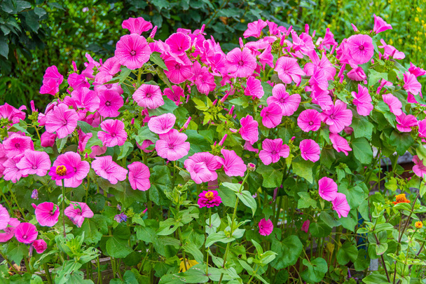 petunie rosa su aiuola in giardino nella soleggiata giornata estiva
 - Foto, immagini