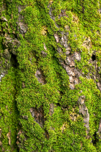 Corteccia d'albero con muschio verde. Bellissimo sfondo di muschio per carta da parati
 - Foto, immagini
