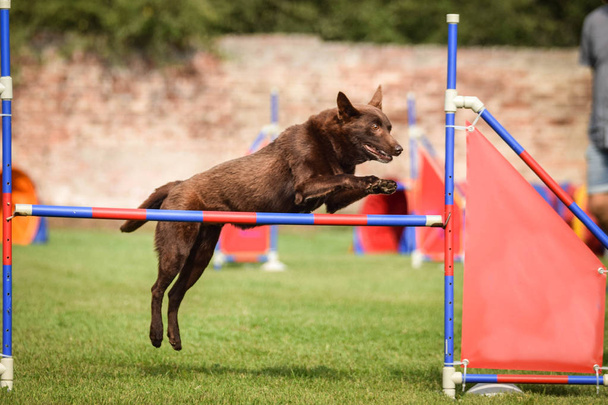 Kelpie está saltando sobre los obstáculos. Increíble día en la competencia de agilidad checa
. - Foto, imagen