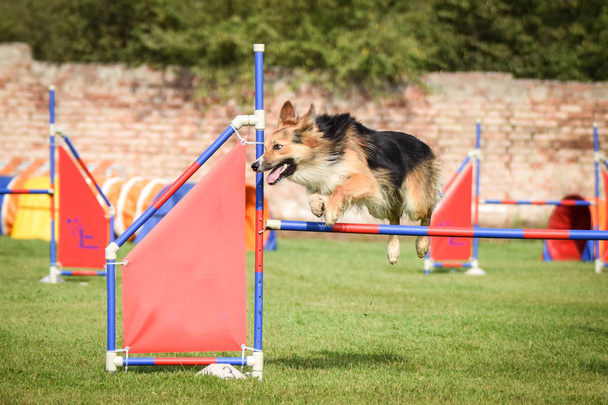Tricolor border collie is jumping over the hurdles. Amazing day on czech agility competition. - Photo, Image