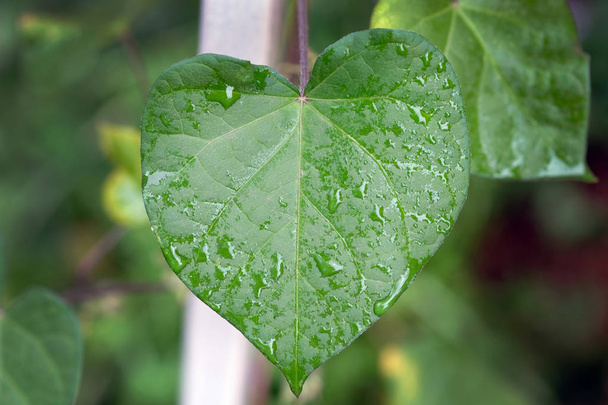 Folha glorybind verde na forma de um coração. Folha molhada manhã glória após a chuva. Plantas encaracoladas de Ipomoea no tubo
. - Foto, Imagem