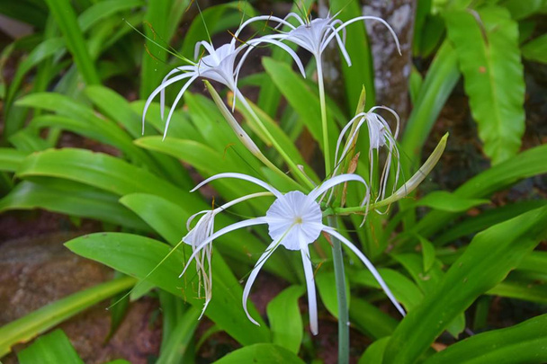 White Crinum Latifolium Lily flower, herbaceous perennial flowering plant in the amaryllis family, Amaryllidaceae, delicate spider like at tropical  resort on vacation in Phuket by the beach grown in Thailand. Asia. - Photo, Image