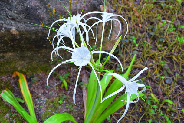 White Crinum Latifolium Lily flower, herbaceous perennial flowering plant in the amaryllis family, Amaryllidaceae, delicate spider like at tropical  resort on vacation in Phuket by the beach grown in Thailand. Asia. - Photo, Image