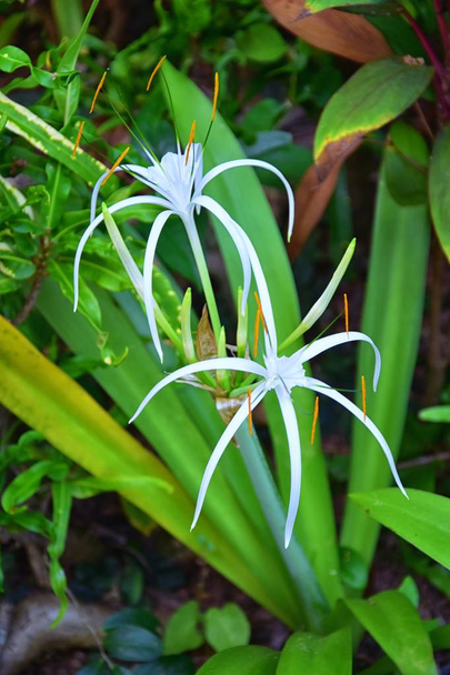 White Crinum Latifolium Lily flower, planta herbácea con flores perennes en la familia amaryllis, Amaryllidaceae, delicada araña como en un resort tropical de vacaciones en Phuket por la playa cultivada en Tailandia. Países Bajos
. - Foto, imagen