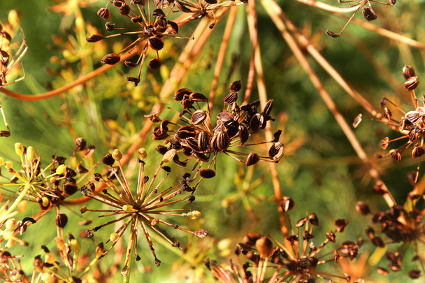 Fecho de sementes de endro de amadurecimento marrom em talos
 - Foto, Imagem