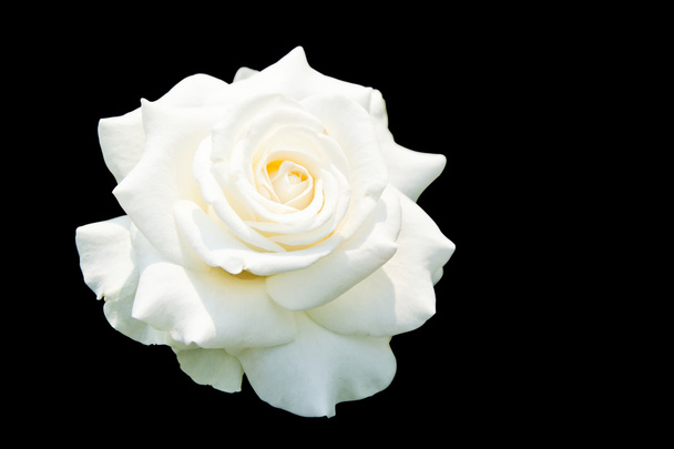 Valkoiset ruusut eristetty mustalla pohjalla, leikkausreitillä
 - Valokuva, kuva