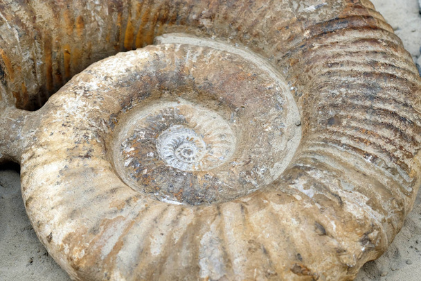 Taşlaşmış amonit, yakın plan. Taşlaşmış ammonitin sarmal parçası. - Fotoğraf, Görsel
