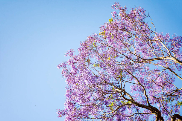 Jakaranda drzewo w pełnym rozkwicie z pięknymi purpurowymi kwiatami na błękitnym tle nieba. Puste miejsce na wprowadzanie tekstu - Zdjęcie, obraz