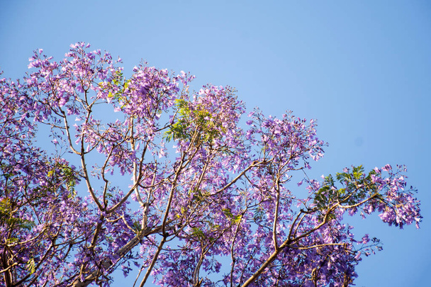Albero di Jacaranda in piena fioritura con bellissimi fiori viola su sfondo blu cielo. Spazio vuoto per l'immissione del testo
 - Foto, immagini