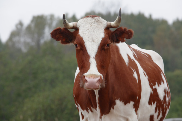 Портрет коровы
 - Фото, изображение