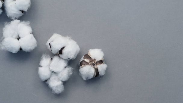 Top view snímky 100% organické bavlny z Holandska nebo Nizozemska, což jsou květiny dovážené z Evropy pro použití v oděvním nebo textilním průmyslu a pro krásu nebo dítě, jako jsou bavlněné pupeny nebo podložky - Fotografie, Obrázek