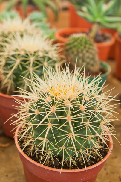 kaktus zblízka - Fotografie, Obrázek