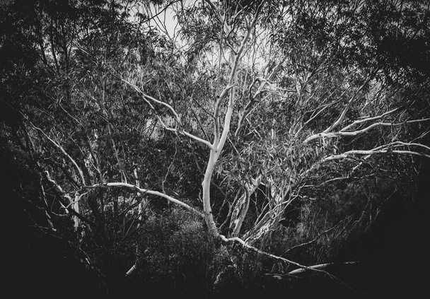 Контрастные белые стебли против темных листьев австралийской жвачки
 - Фото, изображение