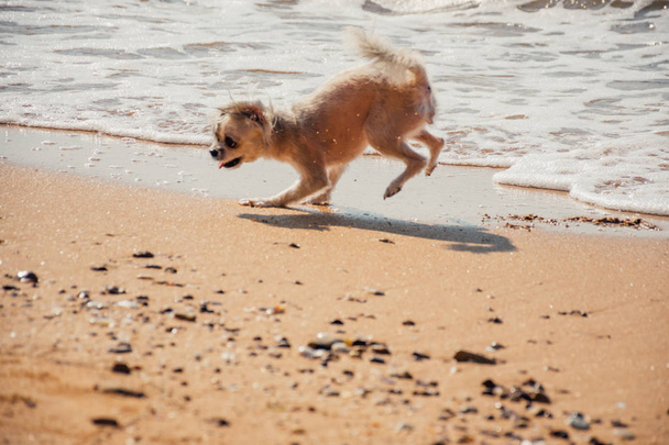 Dog running happy fun on beach when travel in sea
 - Фото, изображение