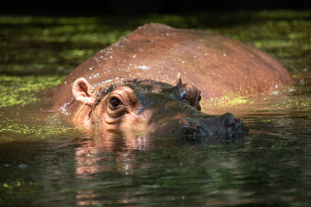 Hipopótamo
 - Foto, Imagem