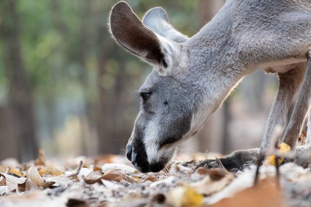 kangur - Zdjęcie, obraz