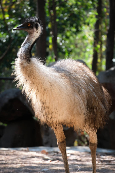 Emu.
 - Foto, Imagen