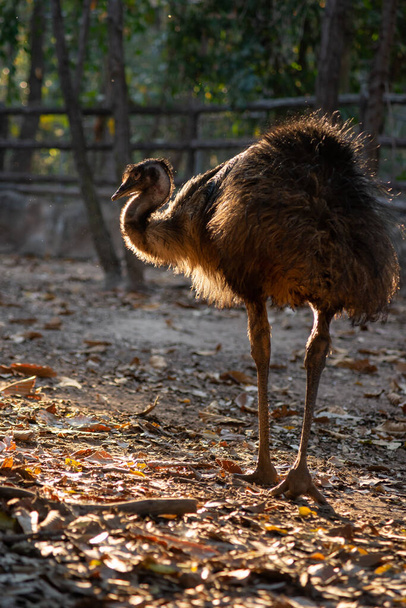 EMU - Fotoğraf, Görsel