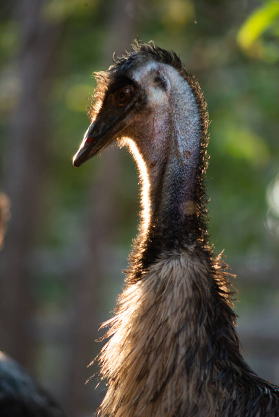 Emu - Foto, Bild