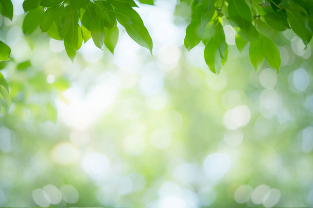 Příroda zelených listů na rozmazaném zeleném pozadí. Krásná listová textura na slunci. Přirozené pozadí. detail makra s kopírovacím prostorem pro text. - Fotografie, Obrázek