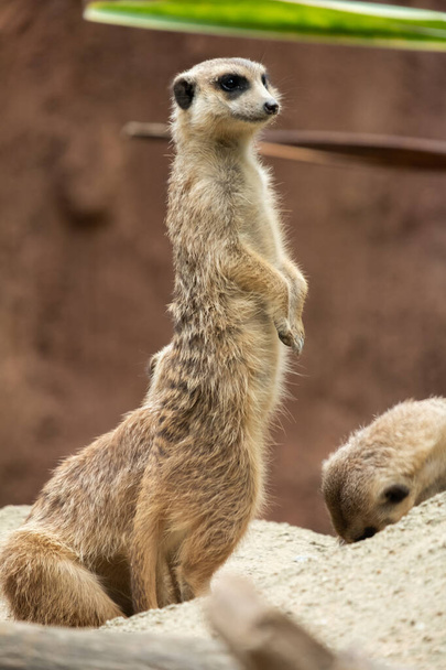 Meerkat's behavior - Photo, Image