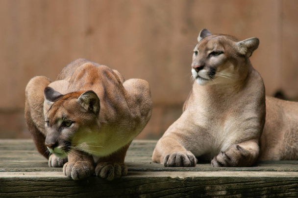 Puma ή cougar - Φωτογραφία, εικόνα