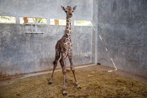 Bebé jirafa está dando a luz en la tierra
 - Foto, Imagen