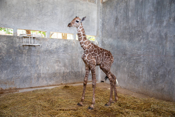 Bebé jirafa está dando a luz en la tierra
 - Foto, Imagen