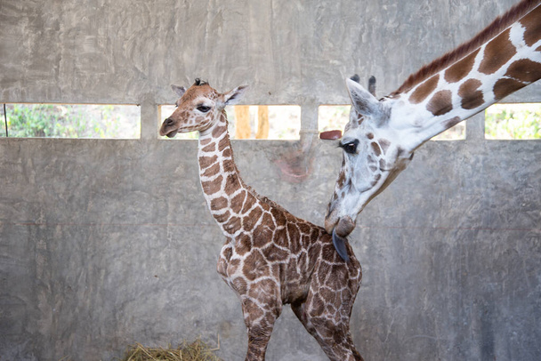 A girafa do bebê está dando à luz na terra
 - Foto, Imagem