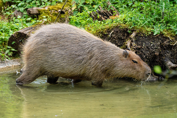 Capybara, Hydrochoerus hydrochaeris grazing on fresh green grass - Photo, Image