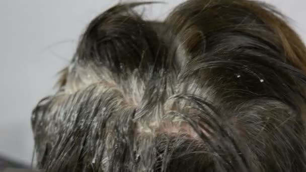 Las raíces grises crecidas de una mujer de mediana edad que se debe el pelo con un cepillo especial, se ven de cerca. Cabello oscuro y raíces blancas de una cabeza de mujer sobre un fondo blanco. Cuidado del cabello vista de cerca
 - Metraje, vídeo