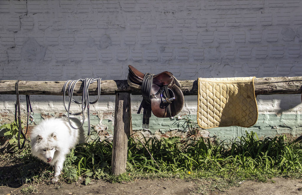 鞍と鞍付きの木枠の下に白い犬のスヌーピング - 写真・画像