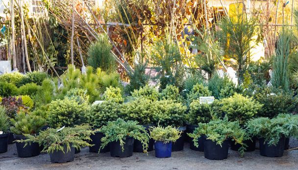 Many black pots with soil and seedlings of coniferous trees  at market stall.   - Foto, Imagem