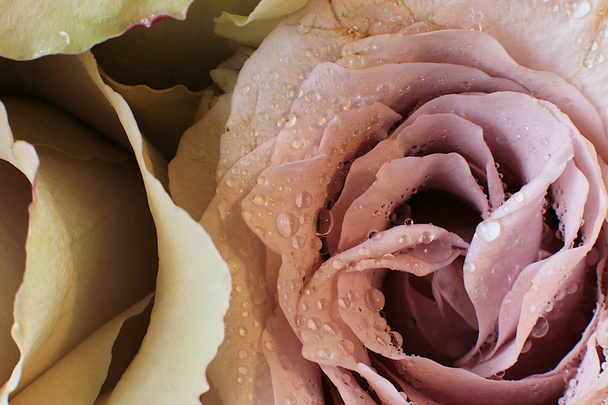 fényes rózsa virág makró háttér - Fotó, kép