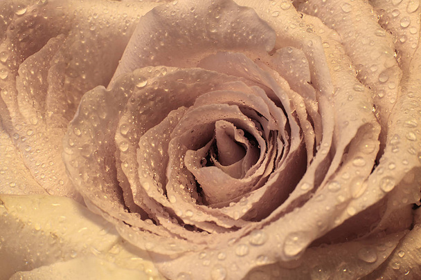fényes rózsa virág makró háttér - Fotó, kép