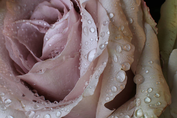 rose vif fleur macro fond
 - Photo, image