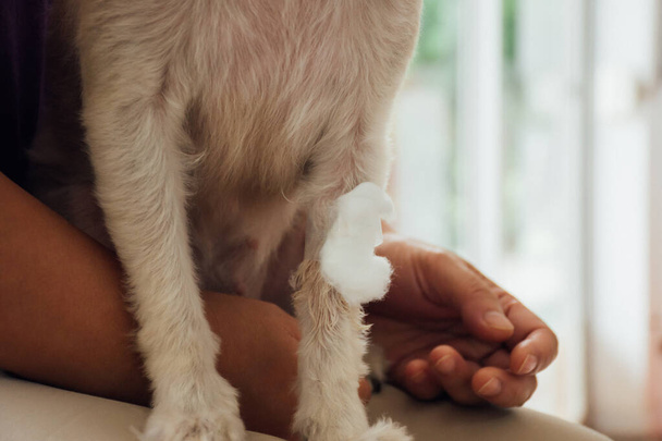 Jambe cassée pour chien avec bandage en clinique vétérinaire
 - Photo, image