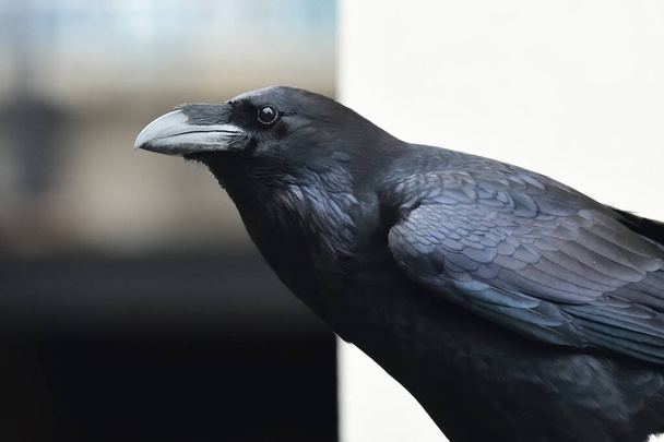 Common raven (corvus corax) - Photo, Image