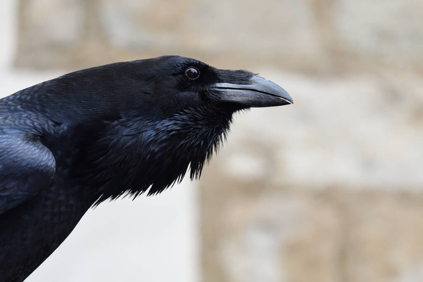 Κοράκι (Corvus corax) - Φωτογραφία, εικόνα