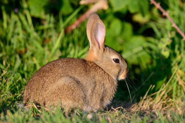 Портрет кролика
 - Фото, изображение