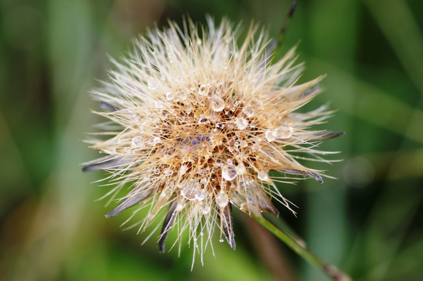 Alpine Pasque Flower - Photo, Image