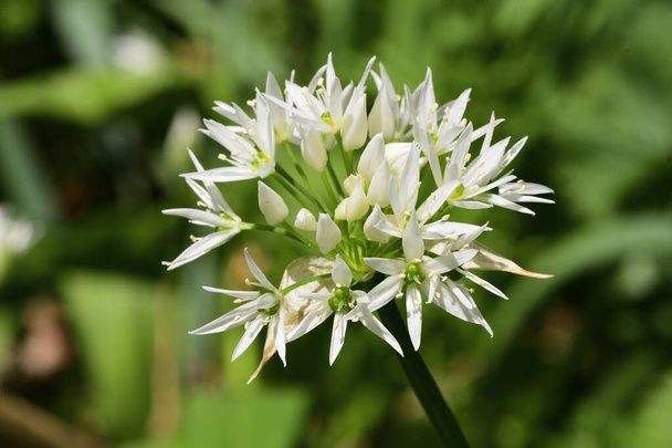 Квітка Рамсона (усин алію
) - Фото, зображення