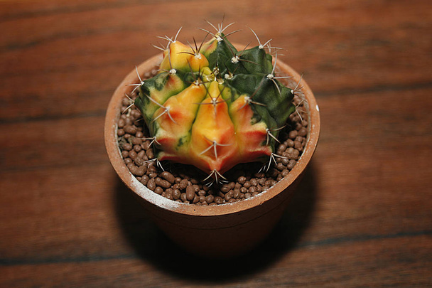 gymnocalycium mihanovichii variegata cactus - Foto, Imagen