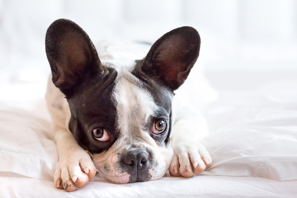 Adorable French bulldog puppy - 写真・画像