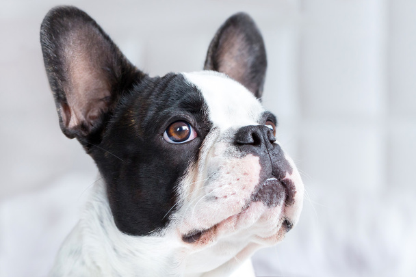 uroczy francuski Bulldog - Zdjęcie, obraz
