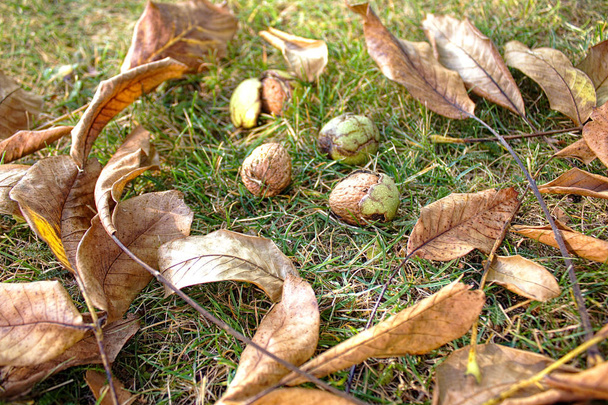 kypsät saksanpähkinät puutarhassa
 - Valokuva, kuva